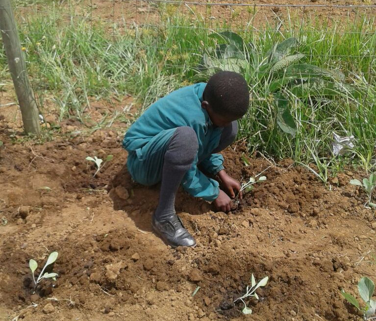 A school learner planting cabbages